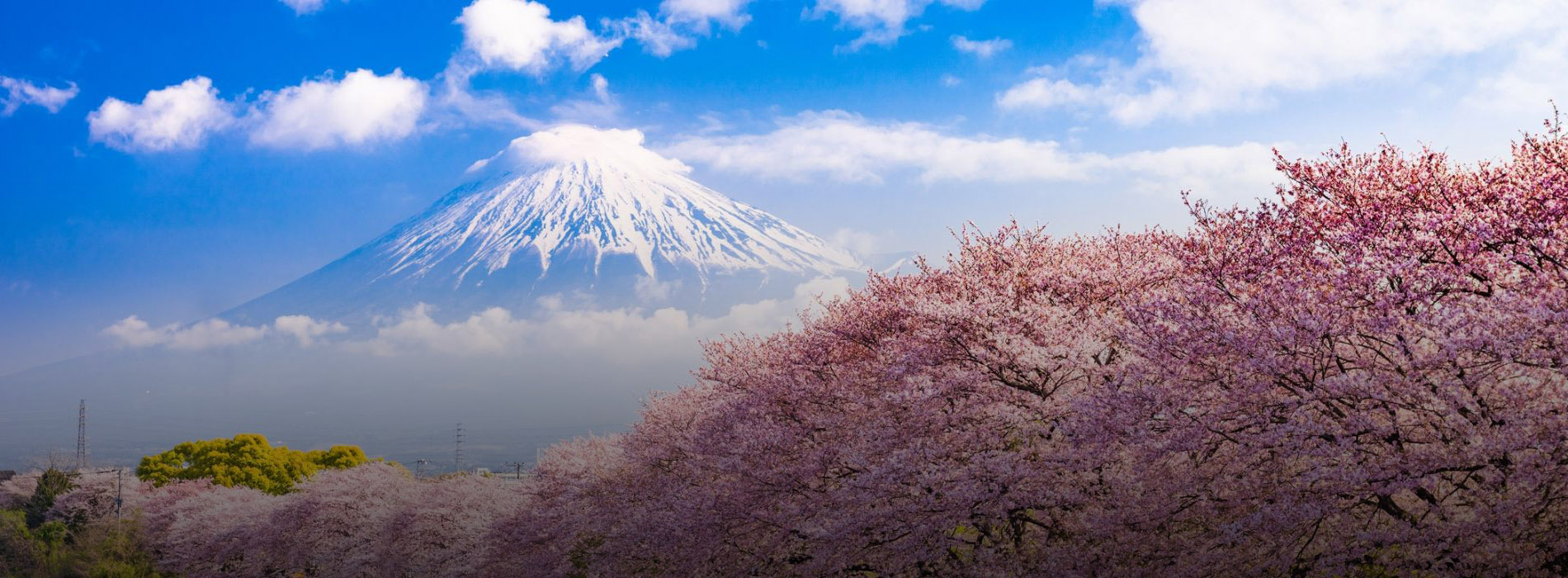 Best Tour Packages To Japan From Saudi Arabia, Asia Holiday Trips